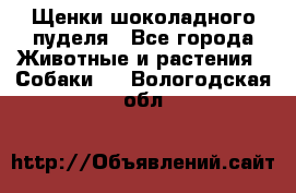 Щенки шоколадного пуделя - Все города Животные и растения » Собаки   . Вологодская обл.